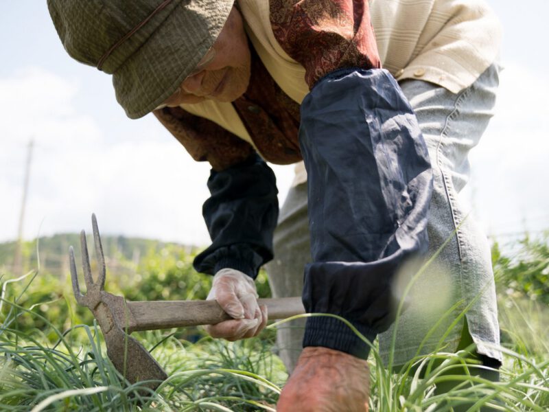Blue Zones Diet Okinawa Excerpt 1