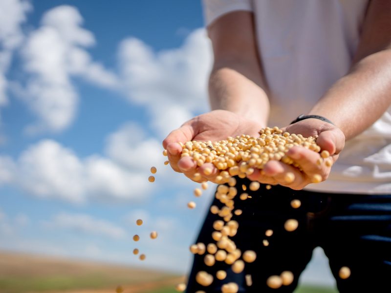 Person in a field with arms in front, letting whole grains sift through their fingers